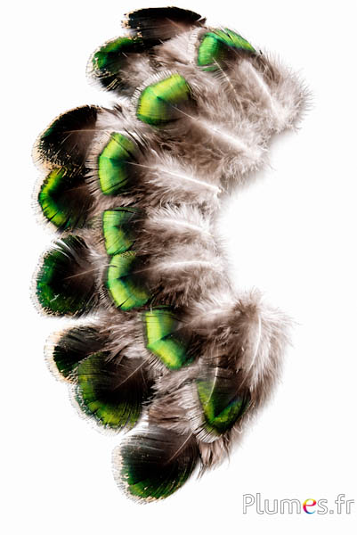 Pauw groen - 4-8 cm - groen-bruin-natuurlijk